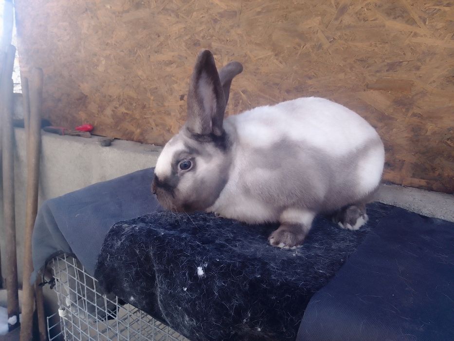 Самець  Саландер