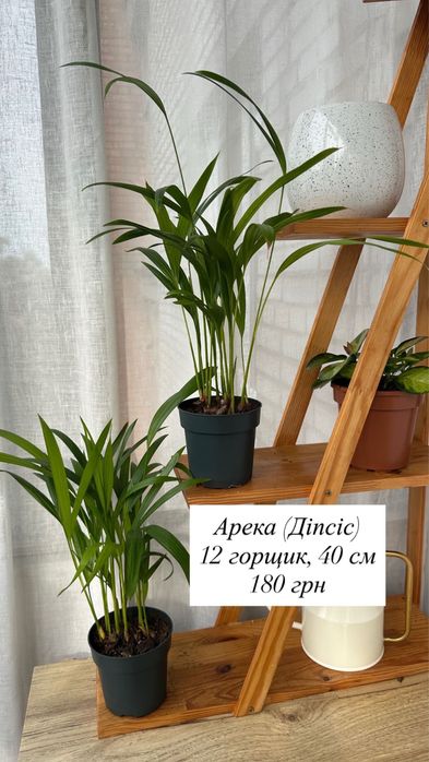 Хамедорея елегант, Арека пишна