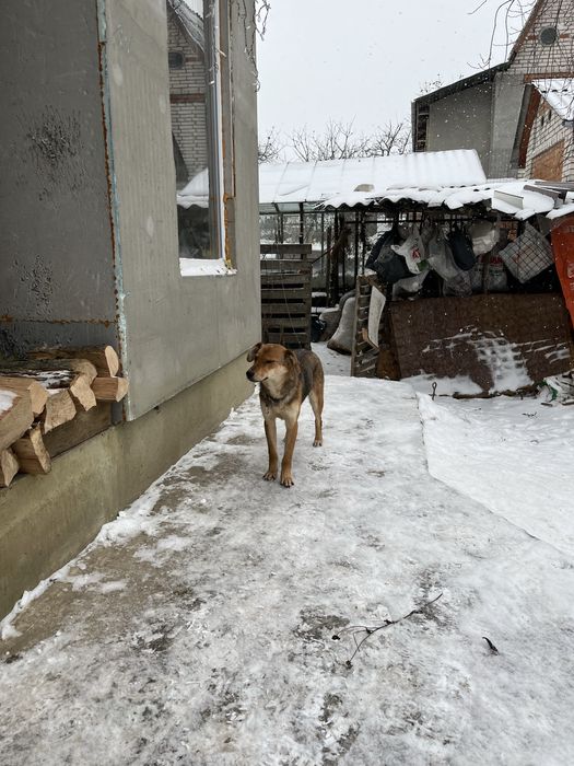 Метис овчарки в добрі руки