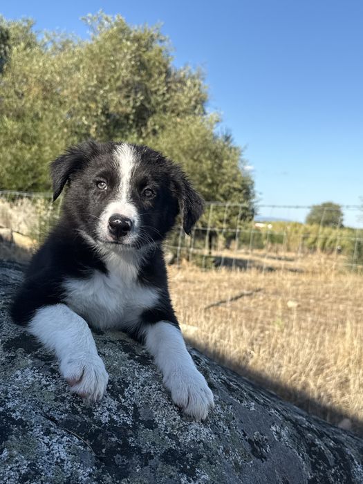Border collie puro
