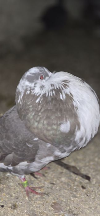 Casal de buchón gaditano