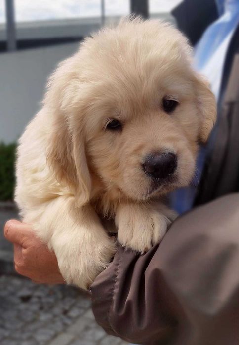 Cachorrinha Golden Retriever C LOP Excelente Linhagem S o Mamede De 