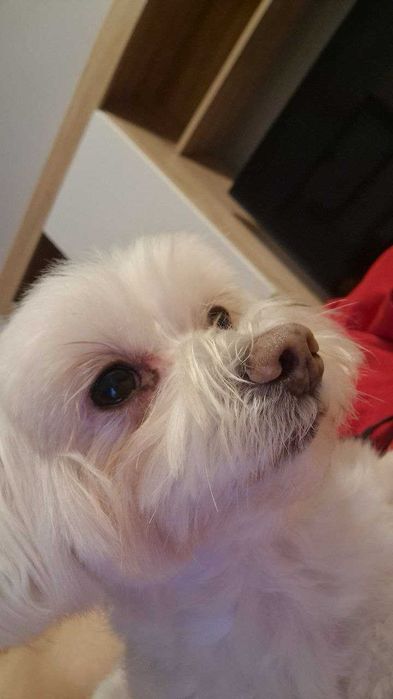 Мальтійська болонка хлопчик шукає пару