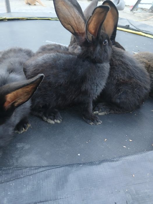 Продам свійських  кроликів