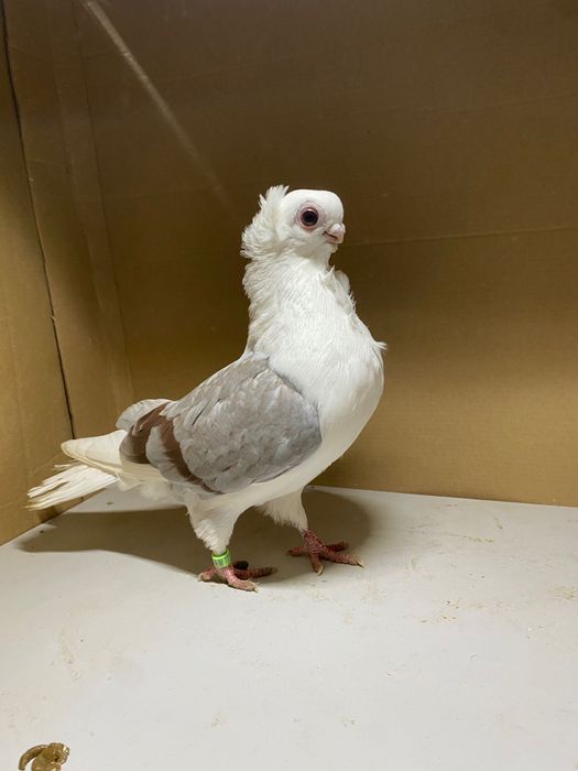 Mewka Polska samiec 2025