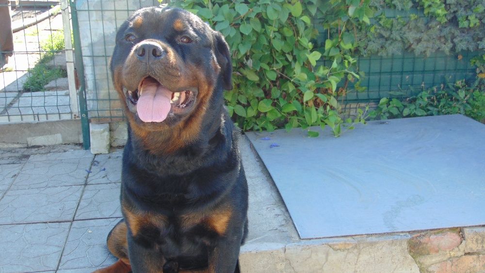 Ротвейлер вязка 4000 грн