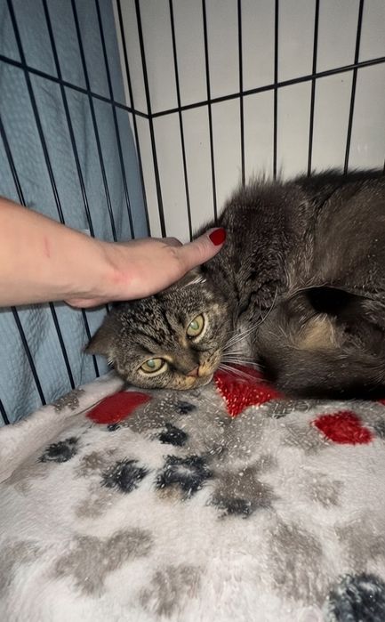 Котик ищет любящее сердце!!