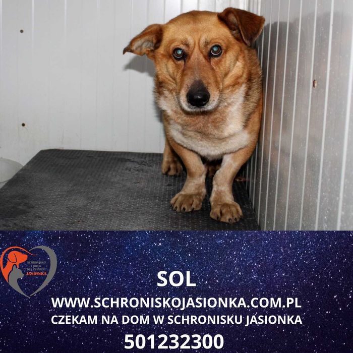 Sol w schronisku jasionka aktualne