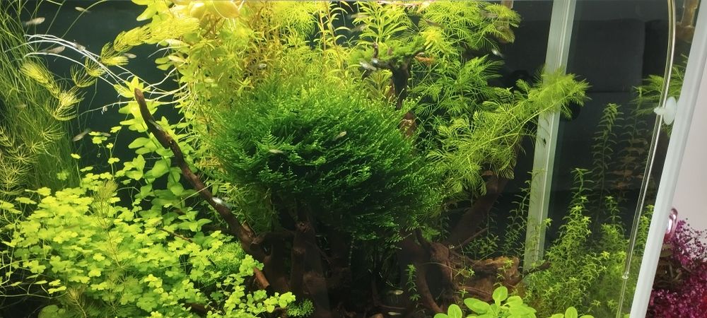 Mech do akwarium - erect Moss.