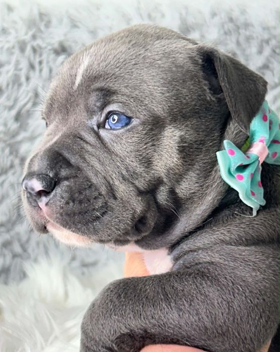 American Staffordshire Terrier suczka 10