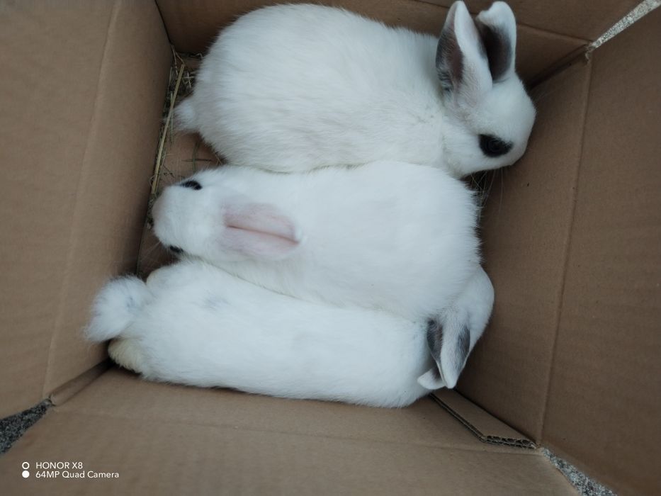 Coelhos anões dóceis