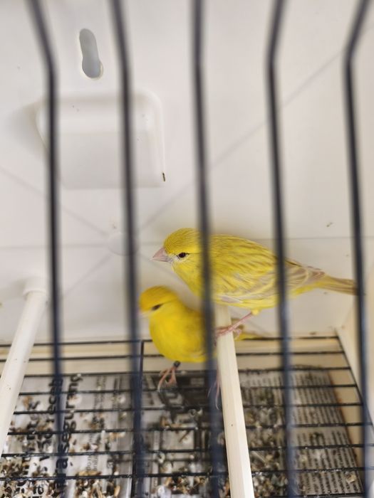 Canários Satinés amarelos 2025