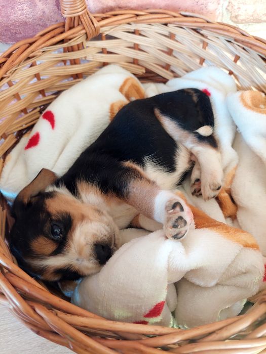 Piękny piesek *beagle x cocker spaniel angielski*