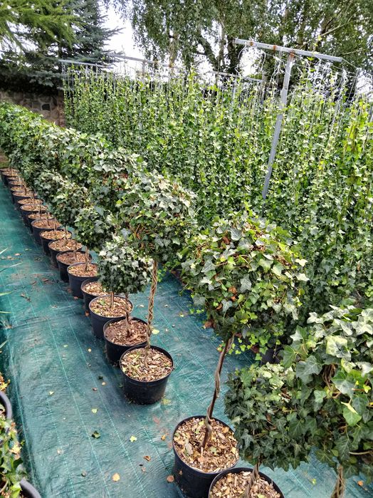 Bluszcz Hedera Hellix. pospolity, zimozielony, od 110 cm do 150 cm