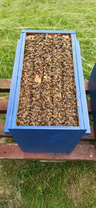Odkłady pszczele 2025 Gotowe do odbioru