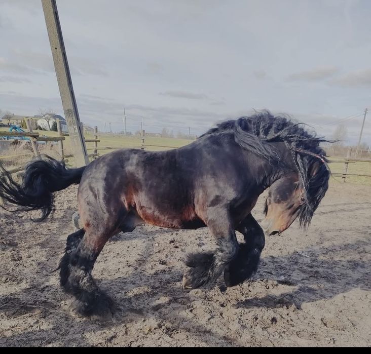 Ogier zimnokrwisty w typie sztumskim