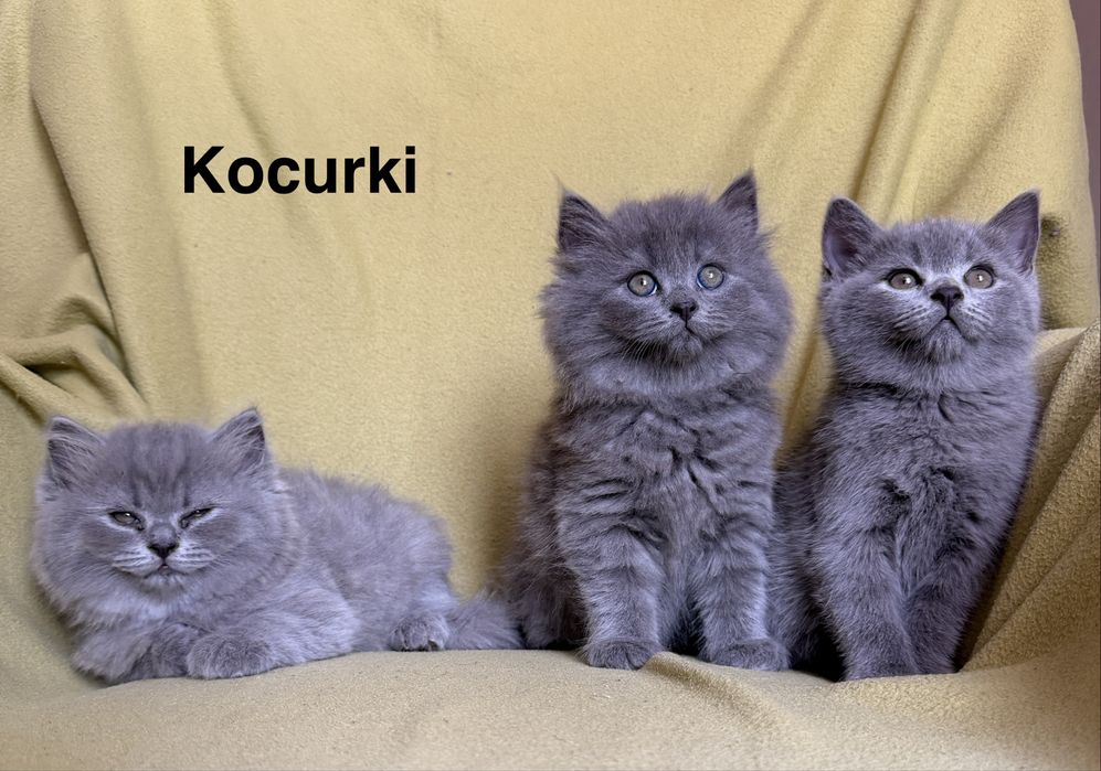 Kotki Brytyjskie