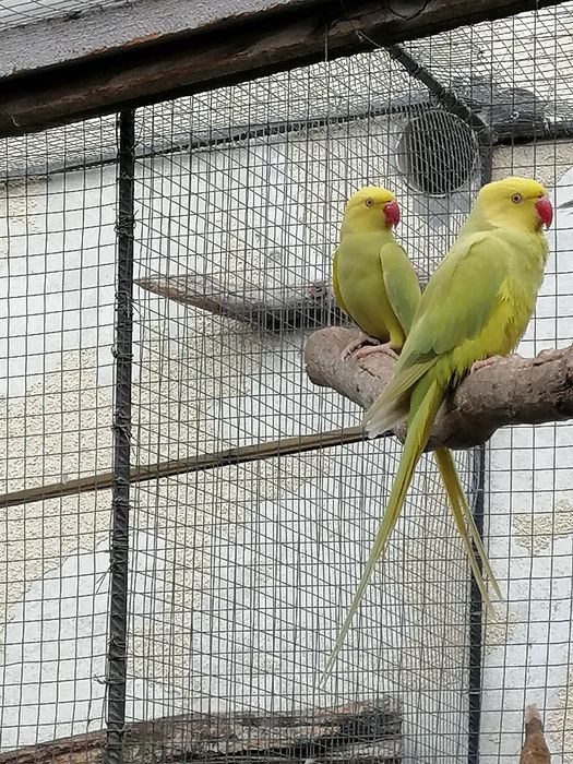 Aleksandretta obrożna aleksandretty obrożne  papugi samica