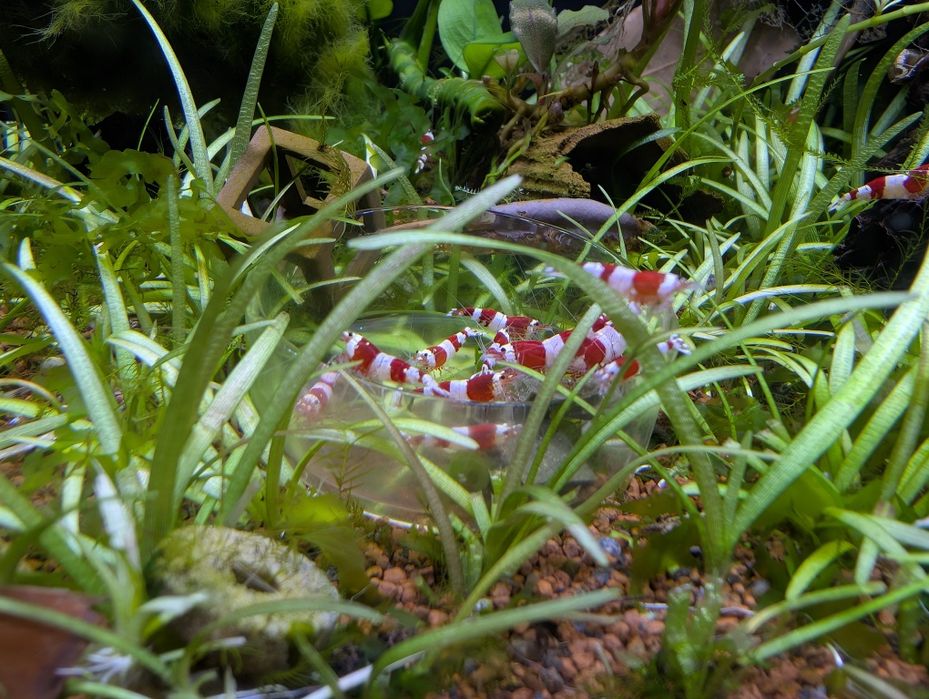 Camarões ornamentais Caridina Cantonensis Crystal Red Shrimp
