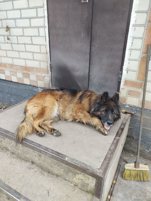 Вязки перспективный молодой кобель