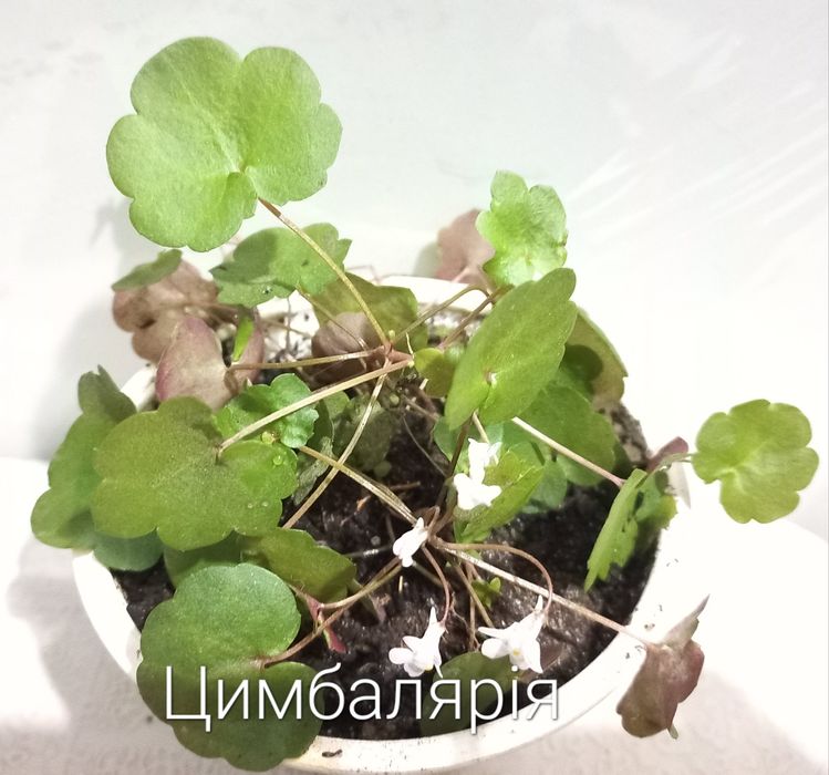 Кімнатні рослини. Тільки Львів.