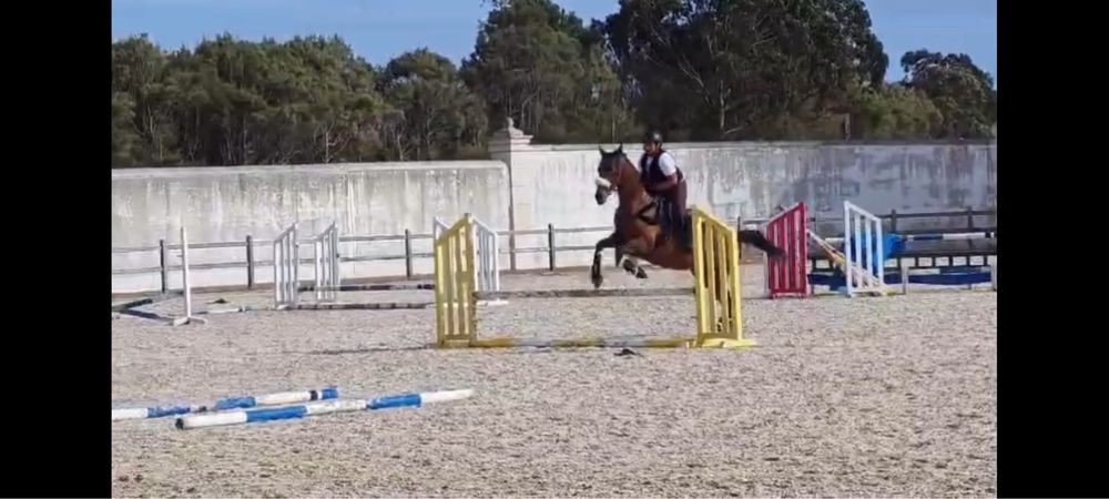 Cavalo trotador frances puro