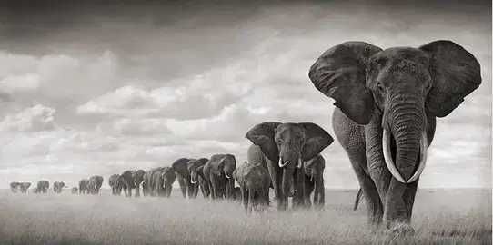 Плакат постер на холсте "Стадо слонов" без рамки (20x40 см)