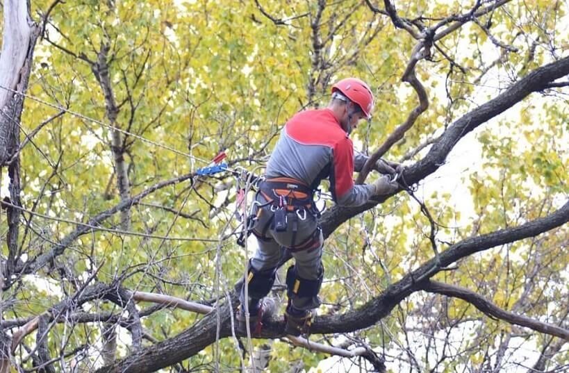 Зрізання дерев,Косіння трави,Порізка дров,Кронування,Послуга дробілки