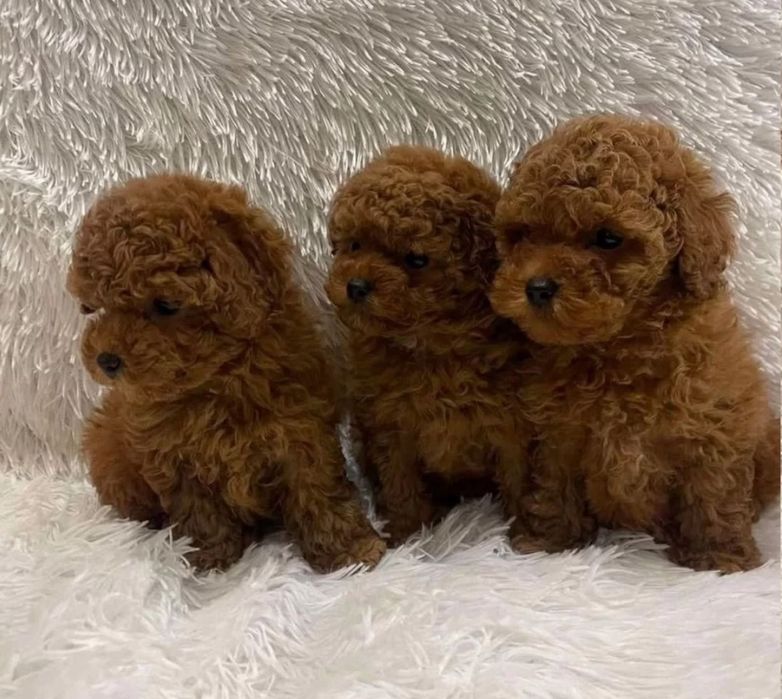 Той пудель шикарні хлопці!