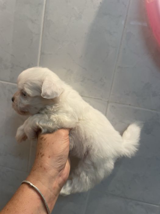 Bichon maltes super top