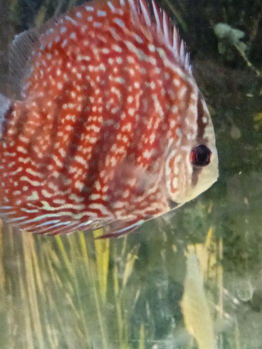 Discus red spoted  6/7cm
