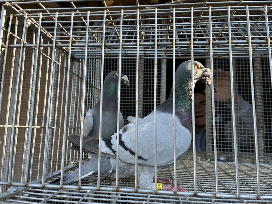 Gołębie rzeszowskie