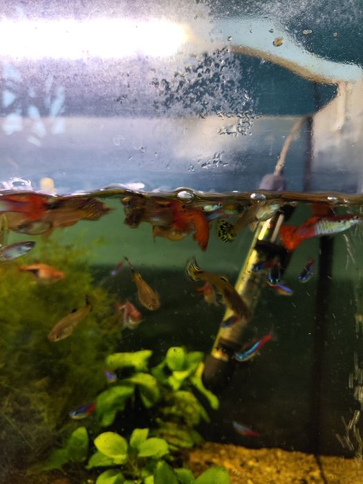 Narybek gupika. Gupik