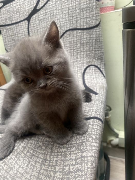 Kot brytyjski krotkowlosy