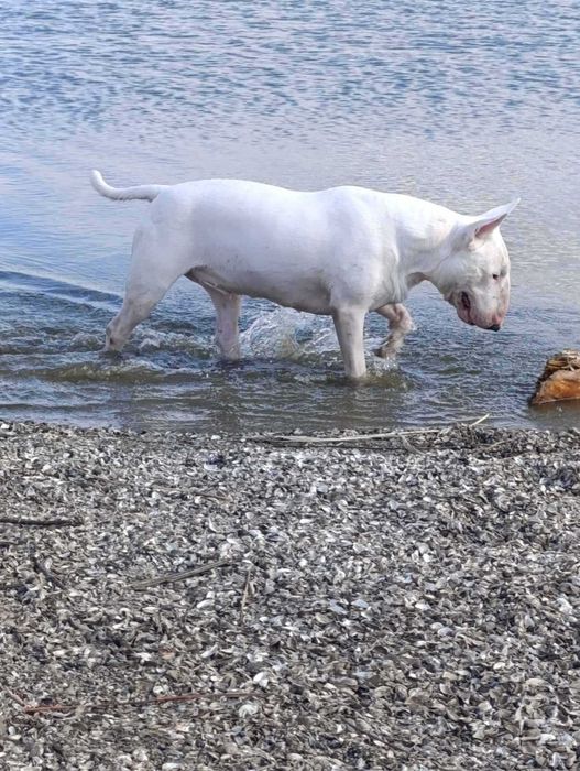 Бультерьер для вязки