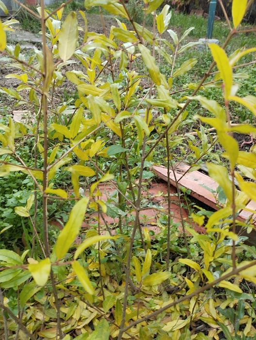 Продам  саженцы сортового граната