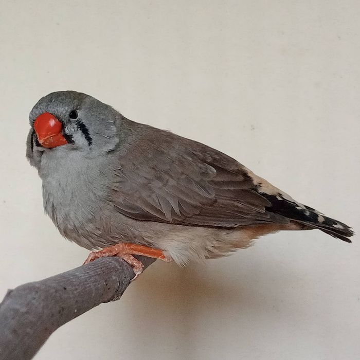 Diamantes Mandarins Exposição