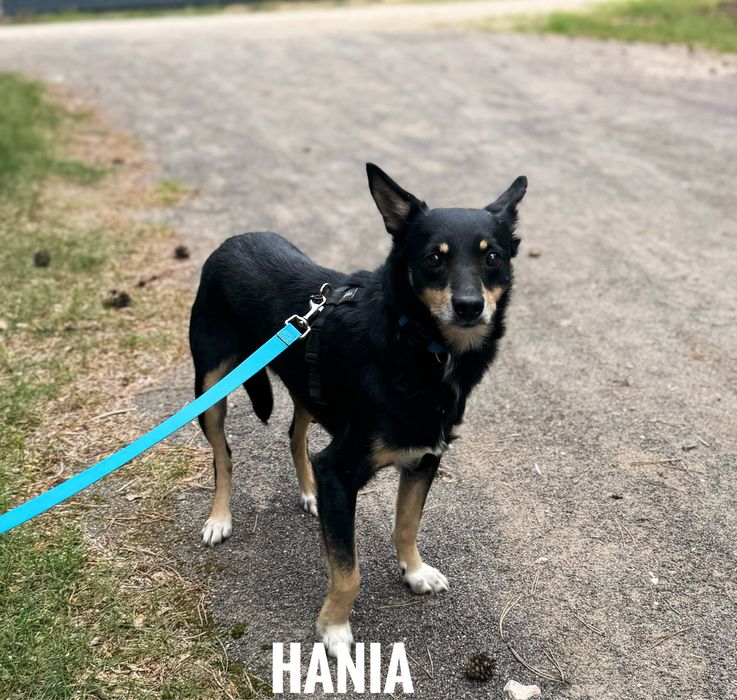 5 letnia, delikatnia Hania do adopcji