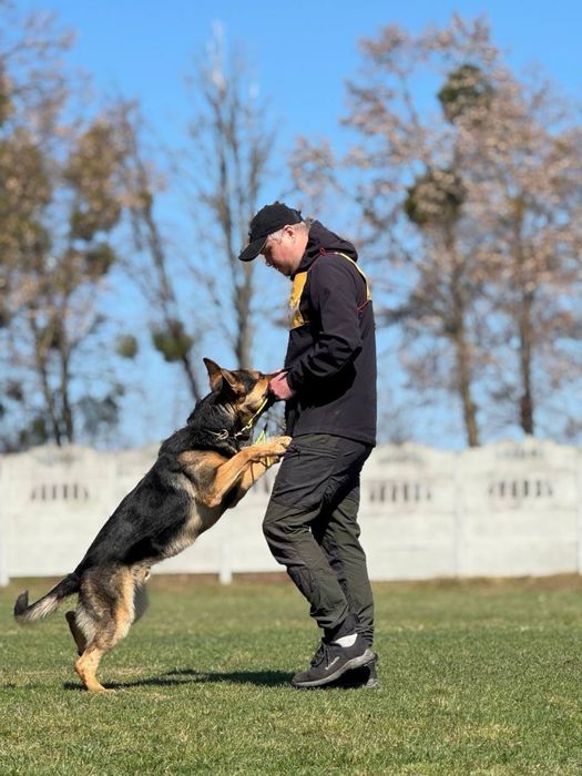 Пропонується кобель німецької вівчарки для в’язки