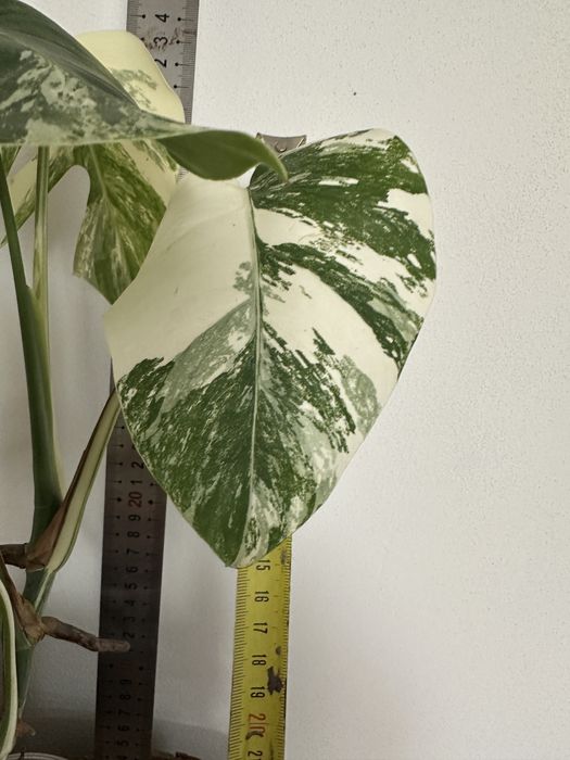 Монстера Monstera  deliciosa 'Albo Variegata.