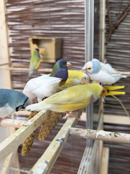 Diamantes de Gould