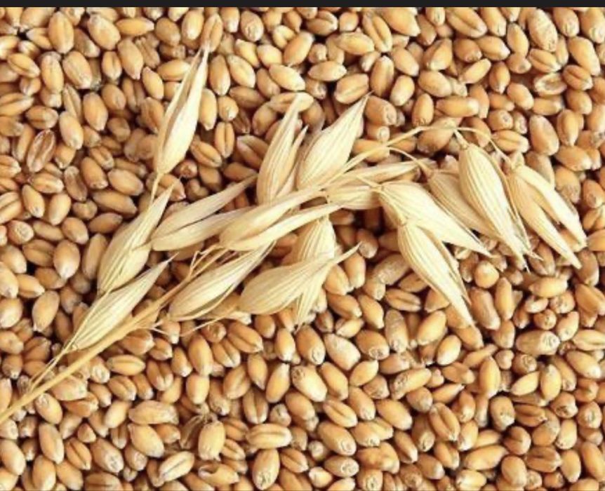 Продам зерно: пшениці, ячменю