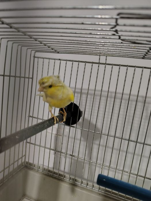 Kanarek  samiec 2025 r