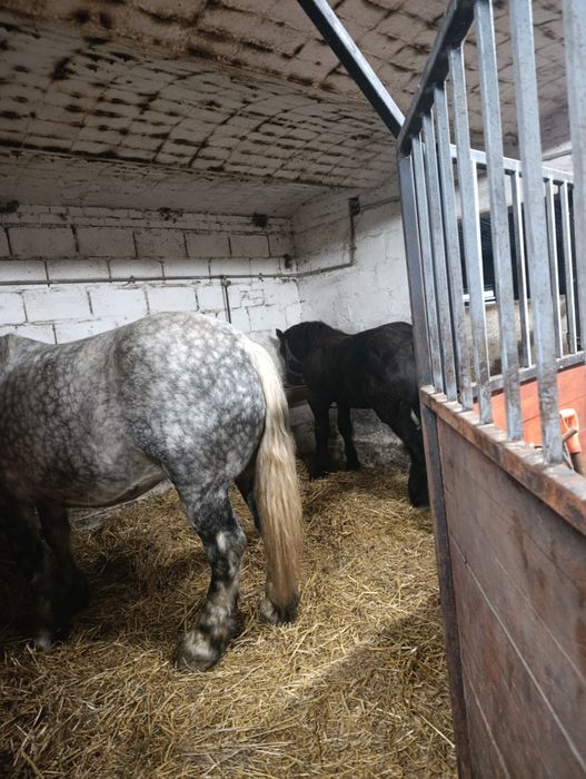 Klacz zimnokrwista Perszeron