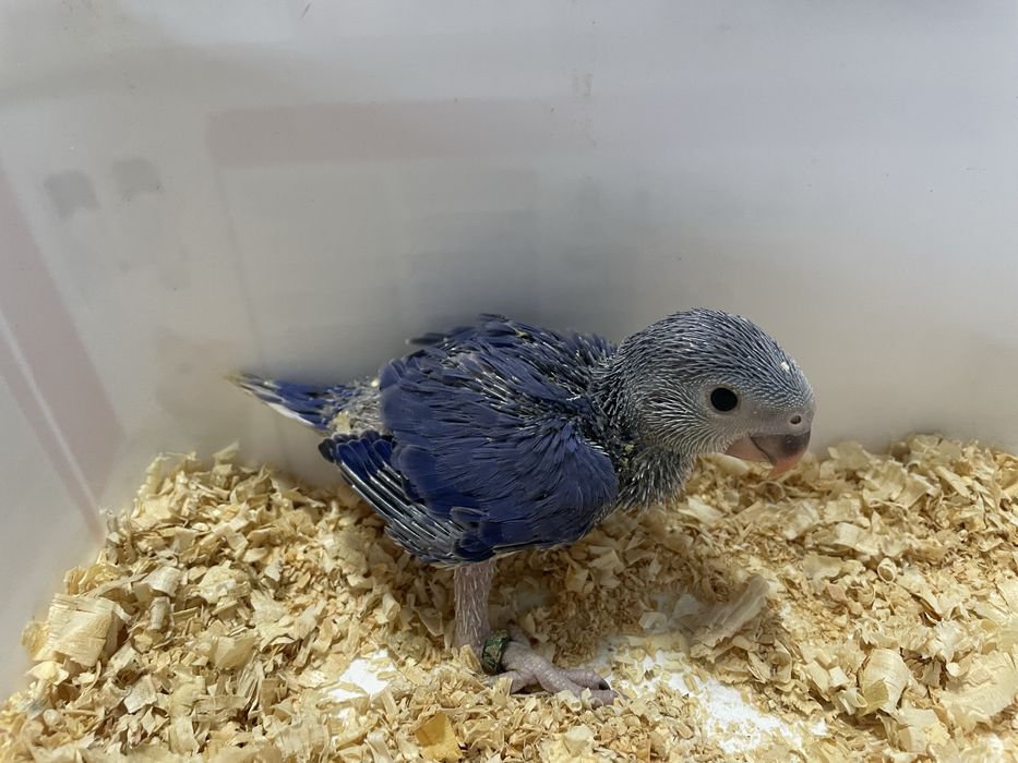 Ring necks bebes criados à mao e aves adultas