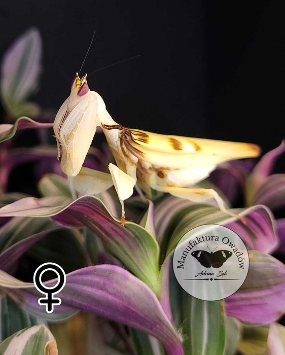 Hymenopus coronatus, modliszka storczykowa samica L4/5