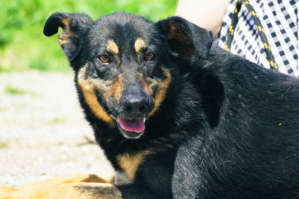 Dili - śliczna suczka szuka domu