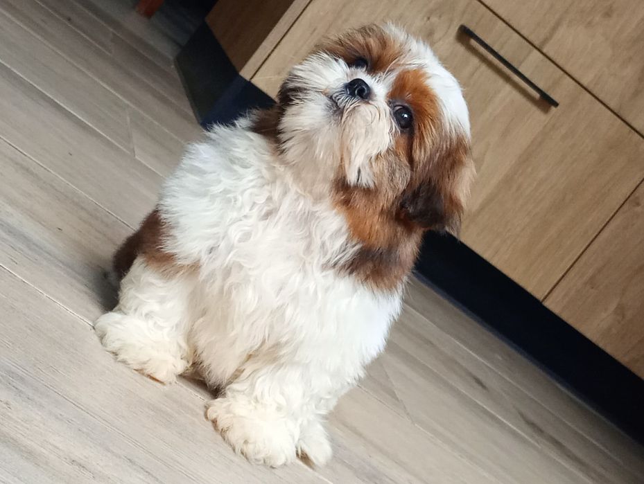 Piesek shihtzu uroczy chłopak