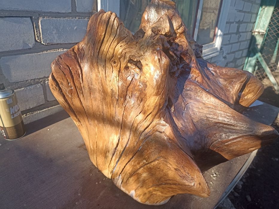 Корінь дуба лакований