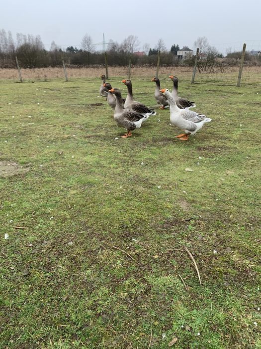 Sprzedam ladne gesi landes lub zamiana na indyki